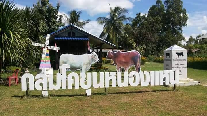 ฐานการเรียนรู้ โคขุนเงินล้าน  เลขที่ 36 บ้านหนองแหน หมู่ 7 ตำบลหนองแหน อำเภอกุดขุม จังหวัดยโสธร