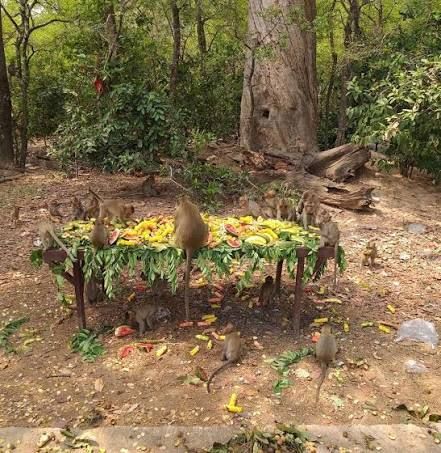 ดอนลิงบ้านศรีฐาน